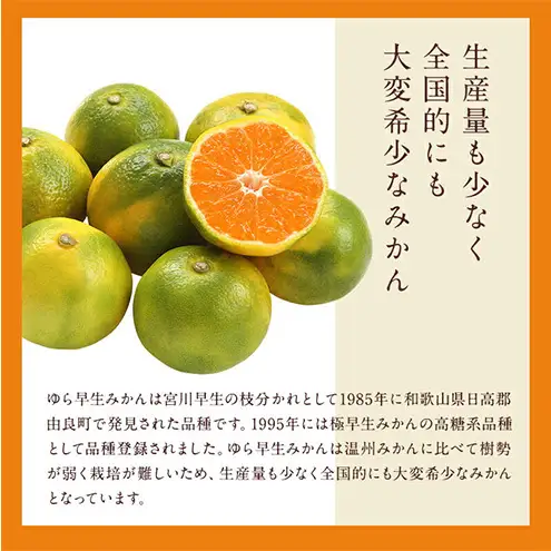JAとぴあ浜松 極早生 ゆらみかん 約4kg (約40～50個) とぴあ みかん ゆら早生みかん ごくわせ 美味しい 静岡 浜松市