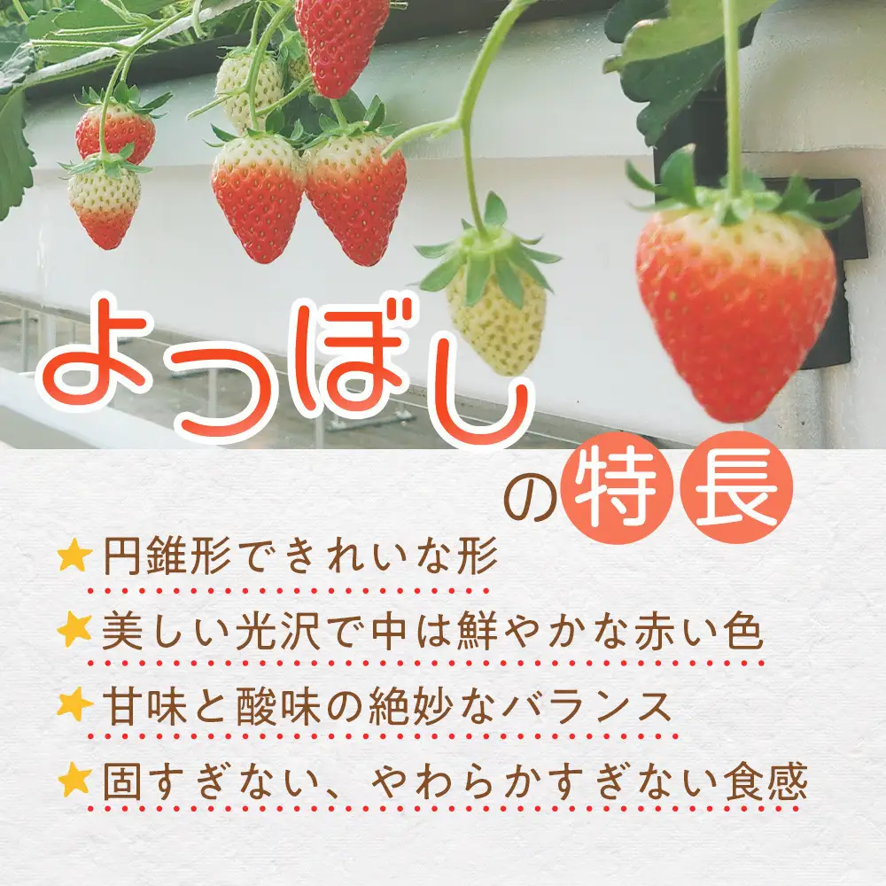 【先行予約！】2027年2月以降順次発送　よつぼし いちご　200g×4