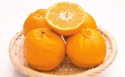 【 手が止まらないコク甘柑橘 】 ポンカン 約4kg みかん ミカン 柑橘 柑橘類 柑橘系 くだもの 果物 フルーツ 果実 果汁 果肉 国産 愛媛県産 【 2027年1月上旬～3月上旬発送予定 】 ( 1052 )