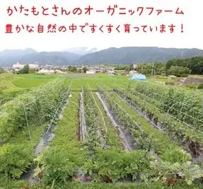 【10回定期便】お野菜セット かたもとオーガニックファーム 野菜