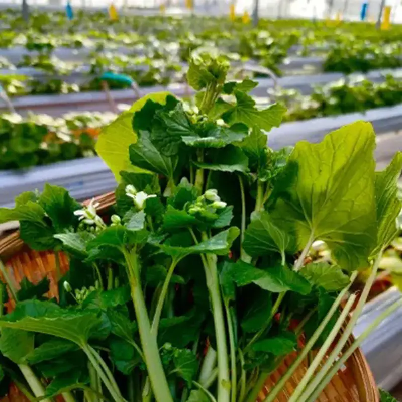 旬の相馬 花わさび 約85g  薬味 野菜 食品 FAI-0043