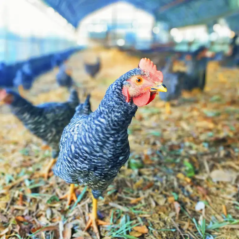 平飼い 卵「相馬ミルキーエッグ」18個(9個入×2パック)  ゆで卵 たまご焼き 目玉焼き 朝食 たまご タマゴ 卵 食品 FAI-0088