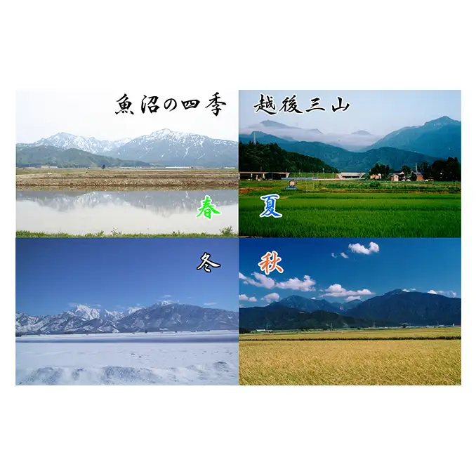 先行予約 令和8年産【新潟県認証・特別栽培米】魚沼産こしひかり(精米)４kg(2kg×2) お米 コシヒカリ 