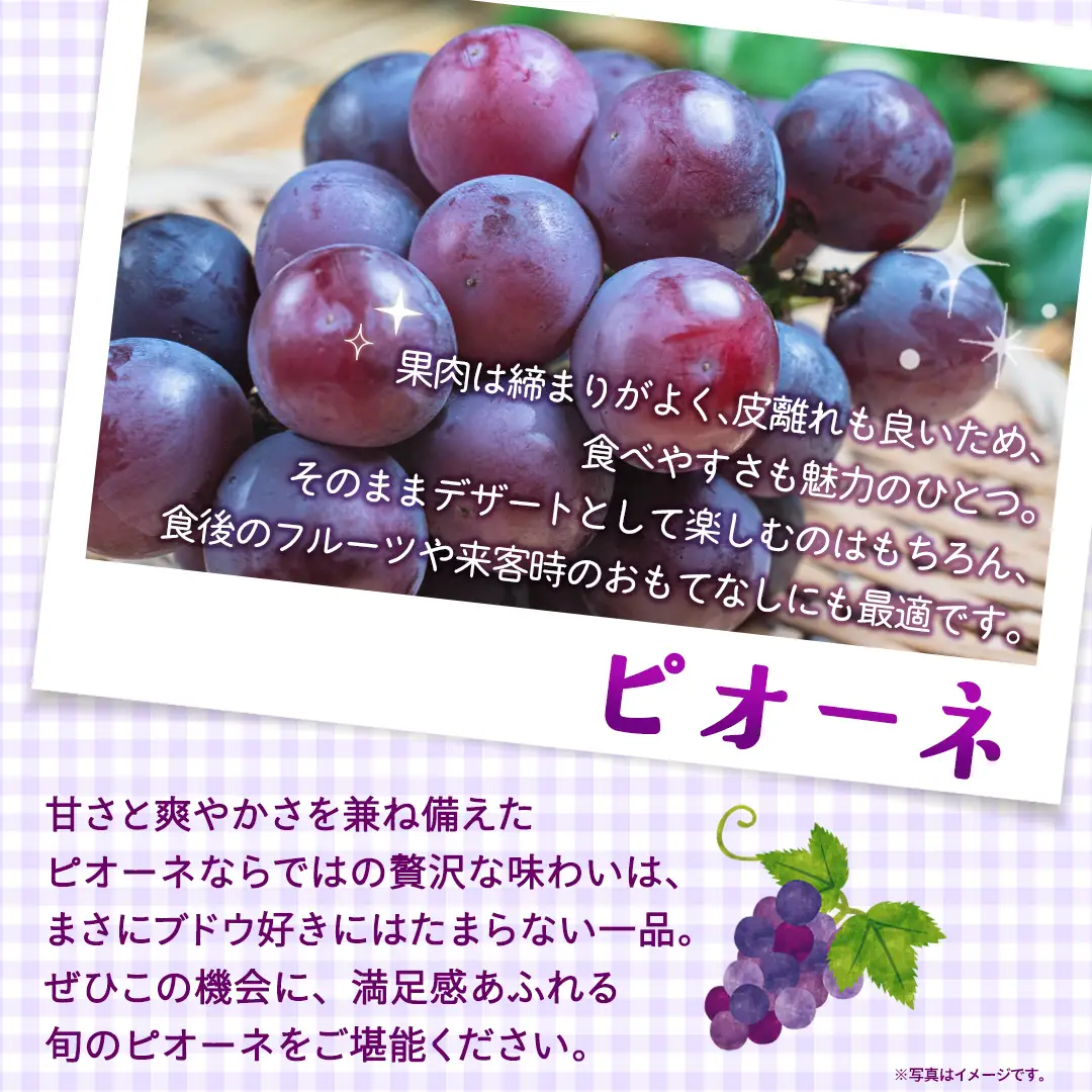 ピオーネ 約2kg （約4房）【2026年8月より発送開始】（茨城県共通返礼品 [ぶどう]：結城市産）