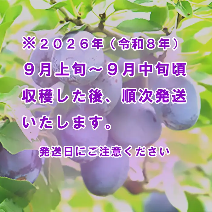 【2026年予約】信州 麻績村産 生プルーン 約 2kg 500g × 4パック フルーツ 果物 プルーン 産地直送 予約 麻績村 新返礼品 令和8年 収穫分 9月発送 9月上旬 9月中旬 受付 発送