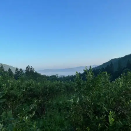 ブルーベリー 生 400g 岩手県 遠野市 栽培期間中 農薬不使用 遠野食工房蔵 砥森山【配送不可地域：離島・沖縄県・九州】【1623892】