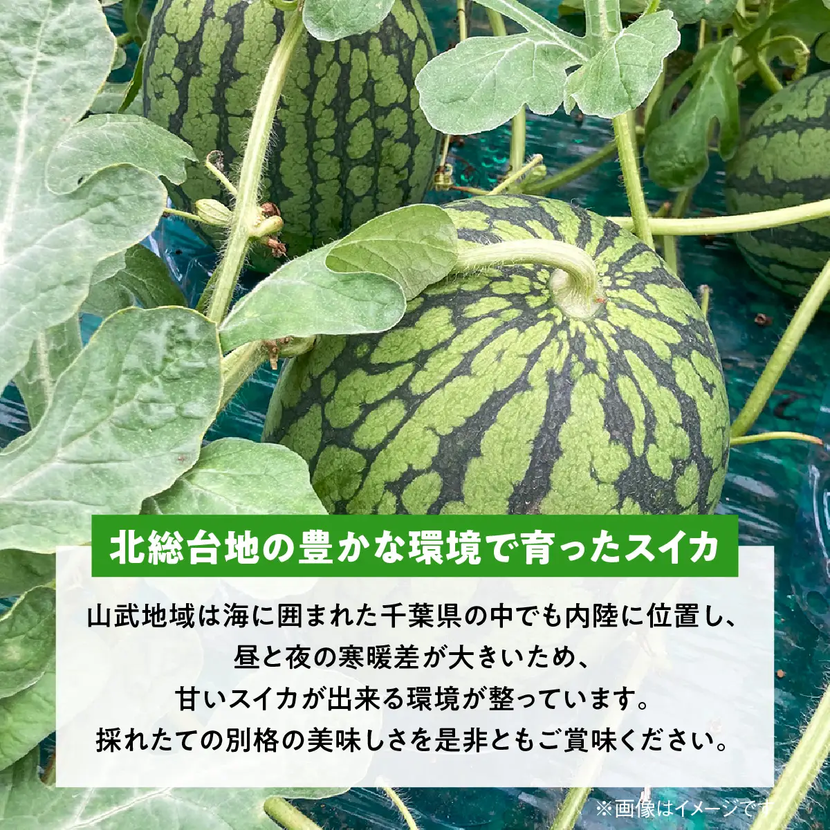 【先行予約・2027年4月下旬～発送】千葉県山武市産の黄こだまスイカ約８㎏～10㎏（4個セット）   SMDC001
