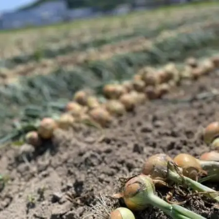 【期間限定】 玉ねぎ 約5kg　京都与謝野町のこだわり栽培たまねぎ　【AGRIST】【1754648】