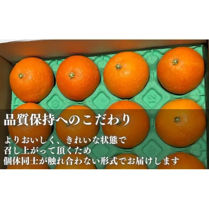 愛果28号家庭用 約1.5kg サイズお任せ　愛媛県東温市産愛果28号 東温市産 「 紅まどんな 」の同一品種（品種名： 愛媛果試28号 ） 今が旬 農園直送 みかん 人気 数量限定 先行予約 愛媛みかん かんきつ 愛媛県