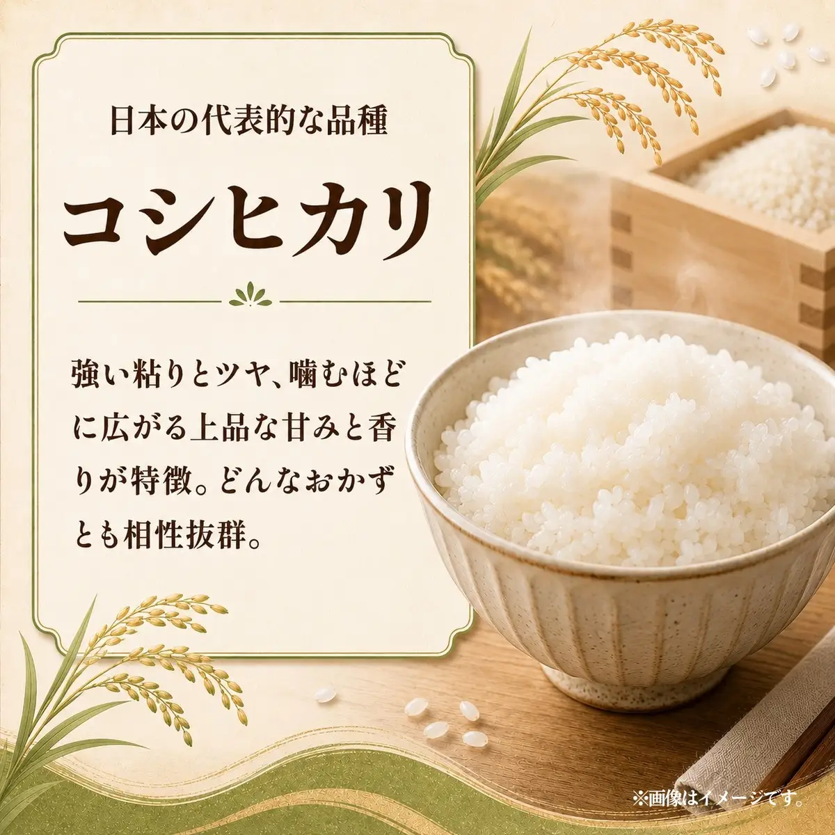 令和8年度新米 コシヒカリ 玄米 30kg  | 新米 お米 こしひかり コシヒカリ  