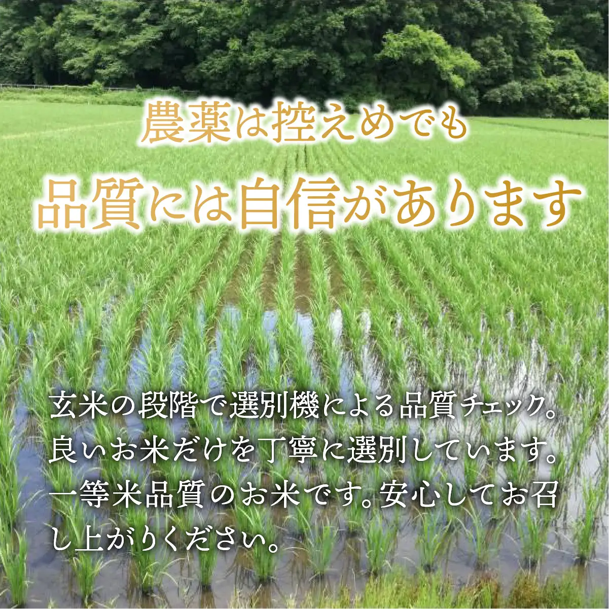 【令和8年産新米】コシヒカリ 玄米 10kg  | 新米 お米 こしひかり コシヒカリ