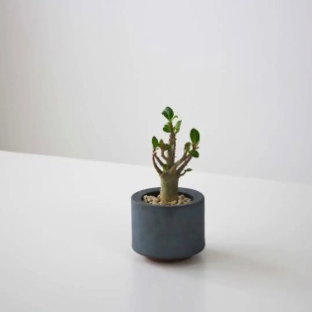 【安田瓦】 MYK FLOWER POT-rin S／maru 凛 瓦花器 丸三安田瓦工業 花器 植木鉢うえきばち フラワーポット プランター プラントポット 鉢 ガーデニング 花 アレンジメント 鉢 陶器 インテリア ブランド 伝統 新潟県 阿賀野市 1M32031