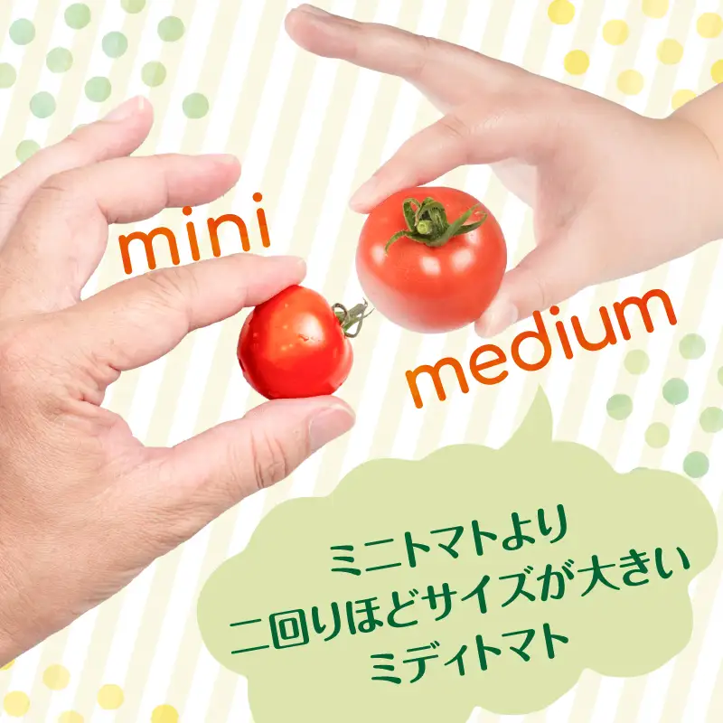 【先行予約】ミディトマト はなひめ 1kg 【JAふくおか八女】【2026年12月発送開始】 フルティカ はなひめ JAふくおか八女 皮やわらかい 食べやすい 大玉トマト 高満足度 リコピン ヘルシー 人気 ブランドトマト 002-025