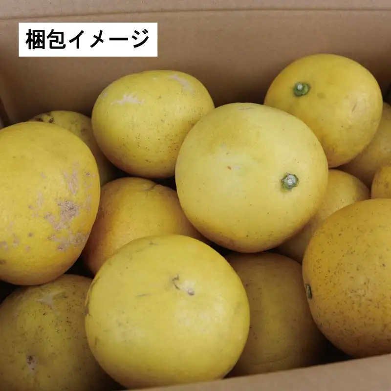 訳あり 文旦 10kg マル南フルーツ 文旦 B010-106038