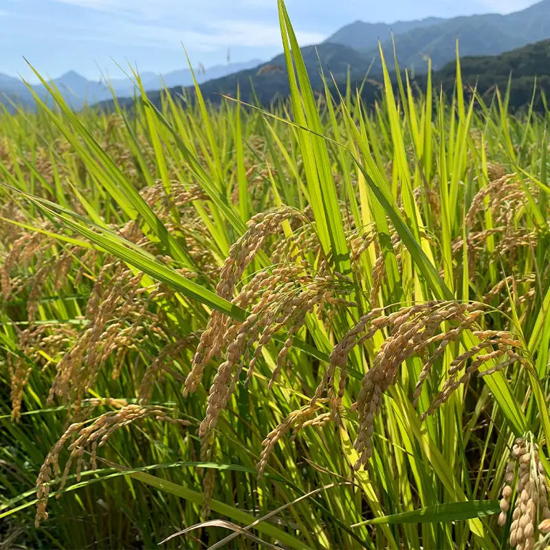 先行予約 令和8年産 新米 新潟県産『なつひめ』5kg 2026年産 あぐ里能生【新潟県 糸魚川市 米 お米 こめ コメ ご飯 ライス ふるさと納税米 ブランド米 おすすめ ギフト 5キロ 白米 大粒米 新品種 極早生】