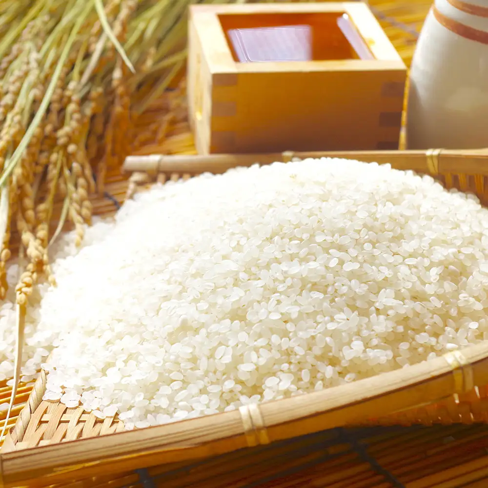 【令和7年産】コシヒカリ5kg　【07208-0926】