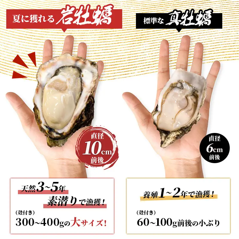《ナイフ付》 生食用 殻付き 象潟産 天然 岩牡蠣 10個 約3kg 300～400g/個 直径10cm 岩ガキ 冷蔵 濃厚 新鮮 殻剥きナイフ付 贈り物 ギフト お取り寄せ 日本海 産地直送 秋田県 にかほ市 マルイチ水産