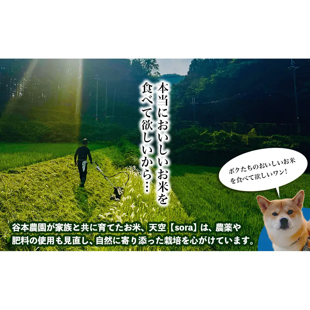 宇陀の自然が育てた 天空【sora】コシヒカリ 定期便 10kg×3回｜奈良県宇陀産 白米
