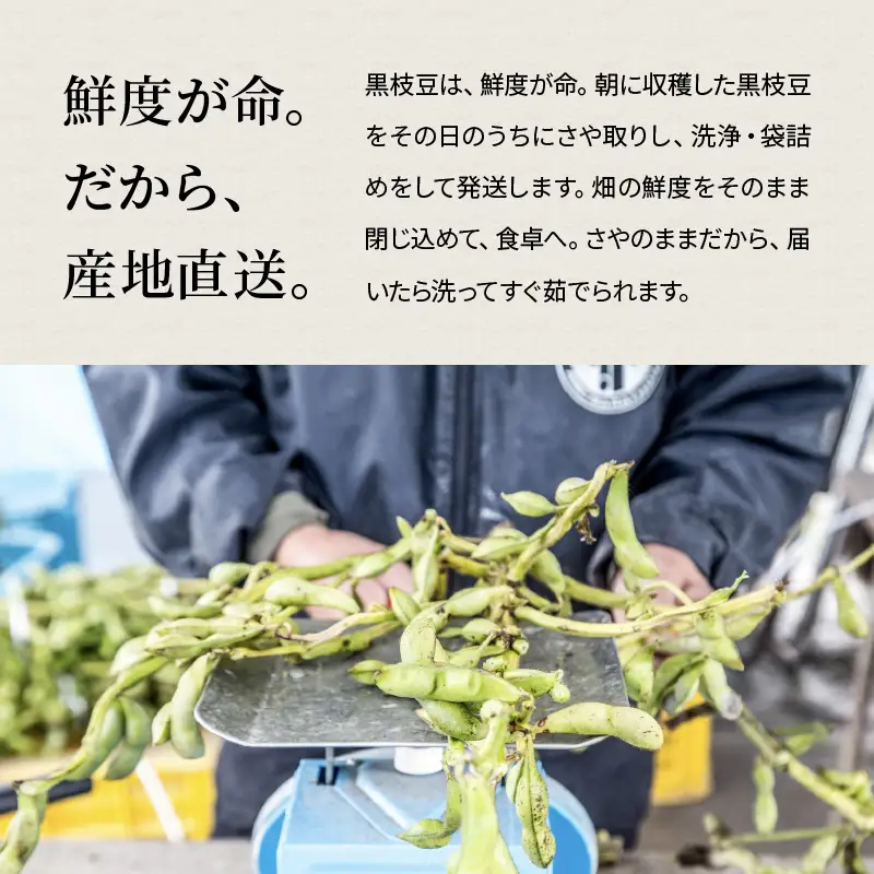 寄付額見直し〈予約〉丹波黒枝豆 1kg (500g×2）小分け 枝豆