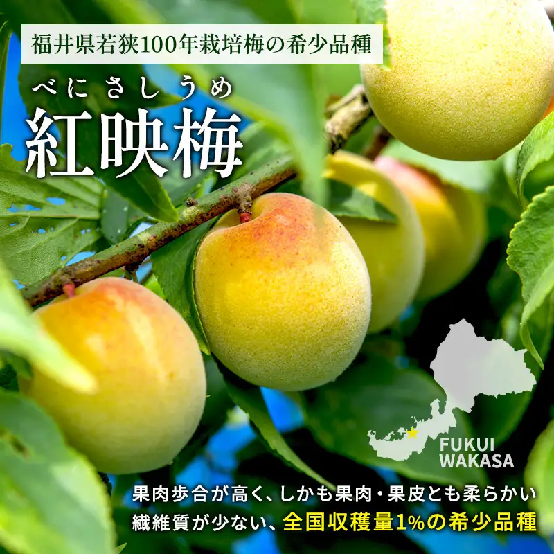 【ふるなびWEEK対象】 梅酒 年間1000本 BENICHU19 750ml 梅酒