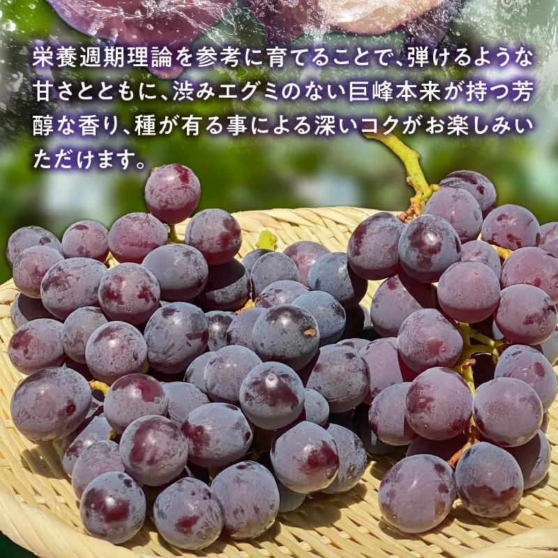【8月中旬より順次発送】池尻農園 露地巨峰6房～10房 約3kg 〔Fg019-02〕
