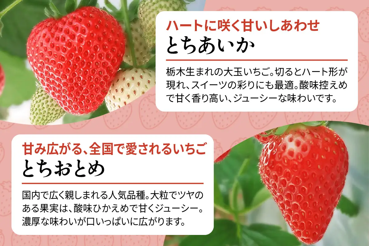 [先行予約][定期便／4ヶ月] 日光の自然が育む「完熟いちご」 4種類を毎月食べ比べ！[2027年1月より発送開始] [0965]