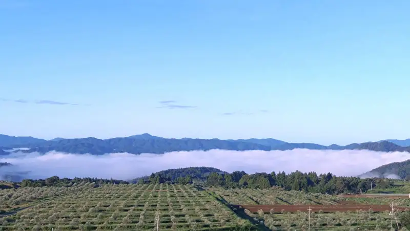 萩平蕨台 Virgin Valley 産　手摘み高級オリーブオイル　雲海　初搾り