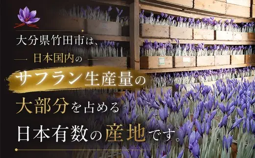 竹田市産サフラン球根 6個セット 【 2026年7月上旬～9月上旬まで発送予定 】