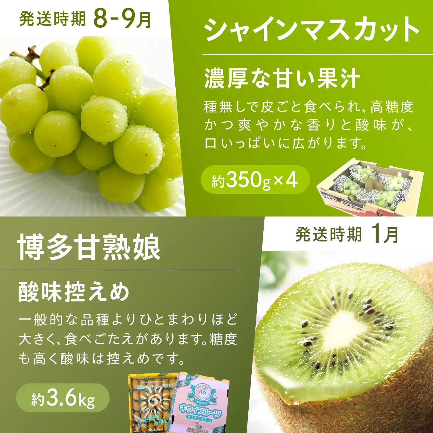 【6回定期便】フルーツ定期便（あまおう/びわ/桃/ぶどう/シャインマスカット/キウイ） 広川町 / JAふくおか八女農産物直売所どろや[AFAB119]