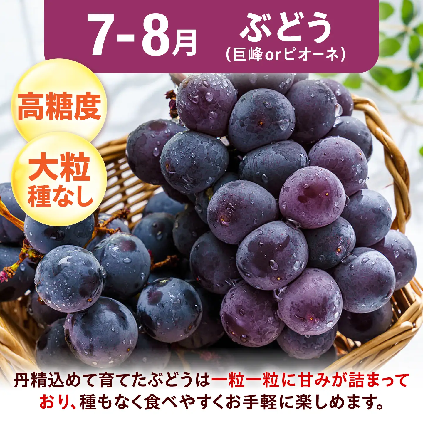 【2回定期便】フルーツ定期便（ぶどう/シャインマスカット） 広川町 / JAふくおか八女農産物直売所どろや[AFAB122]