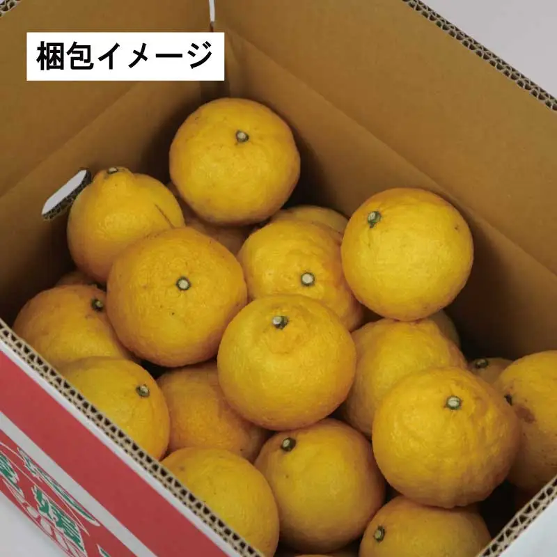 訳あり はるか 約 5㎏ スーパー山田屋 はるか B010-198007