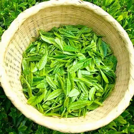 深蒸し掛川茶 掛川の城 セット500g×2袋(1kg)【配送不可地域：離島・沖縄県】【1091796】