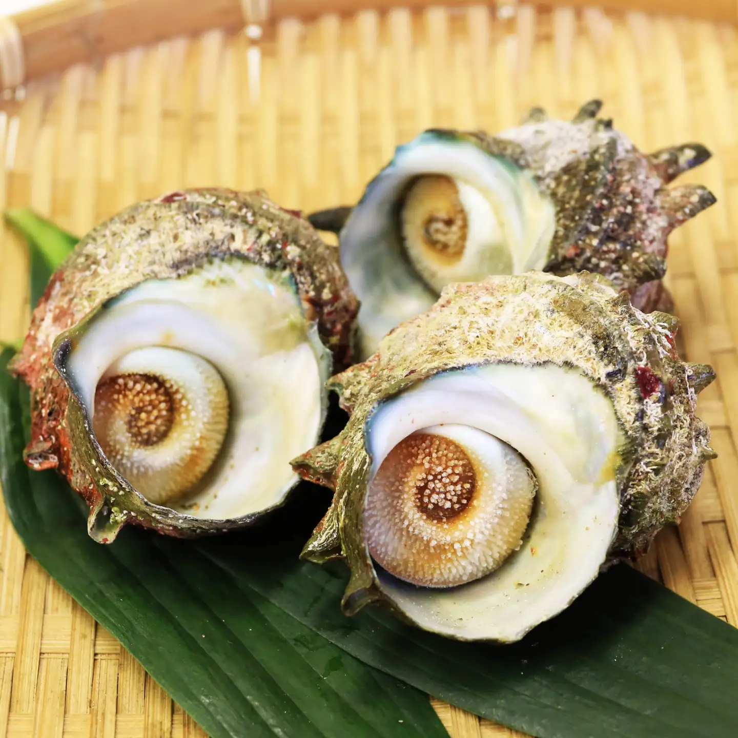 京都府産　さざえ（ボイル済）2.4kg（約24～48個）