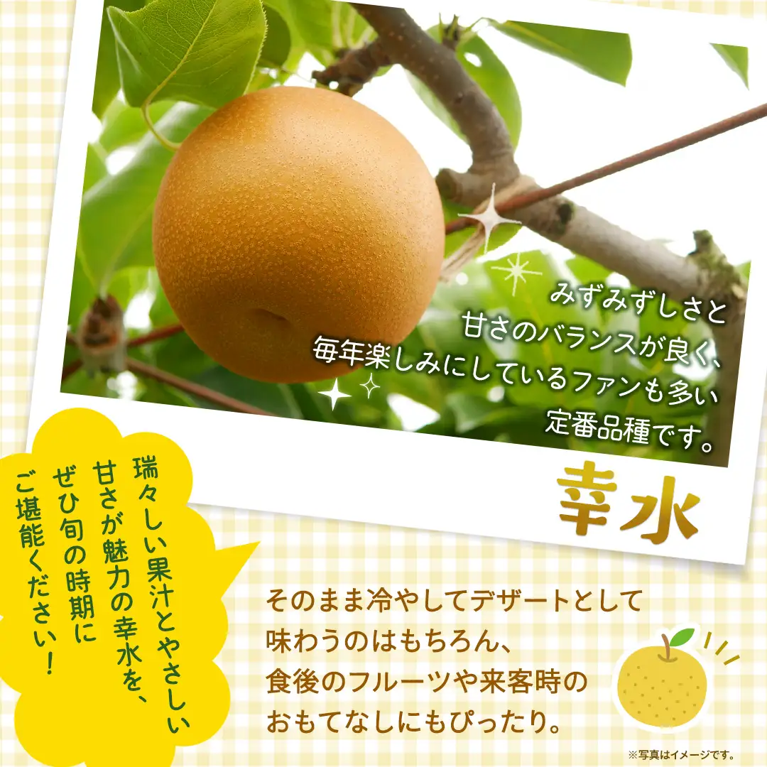 幸水 約5kg【2026年8月より発送開始】（茨城県共通返礼品 [梨]：大子町産）