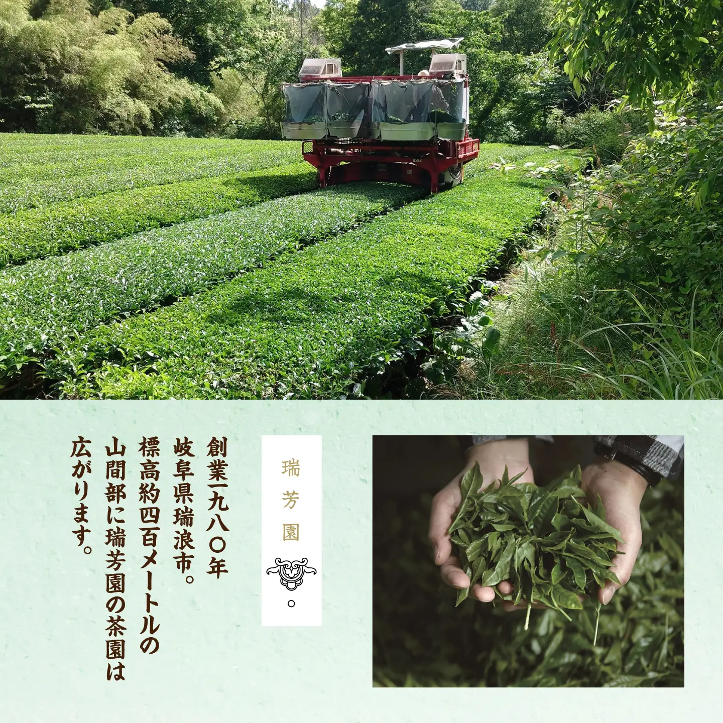 【6回定期便】 【県外では希少！】農家直送の緑茶・ほうじ茶 飲み比べセット 瑞浪市 / 成瀬農場 瑞芳園 国産 お茶[AZBP038]