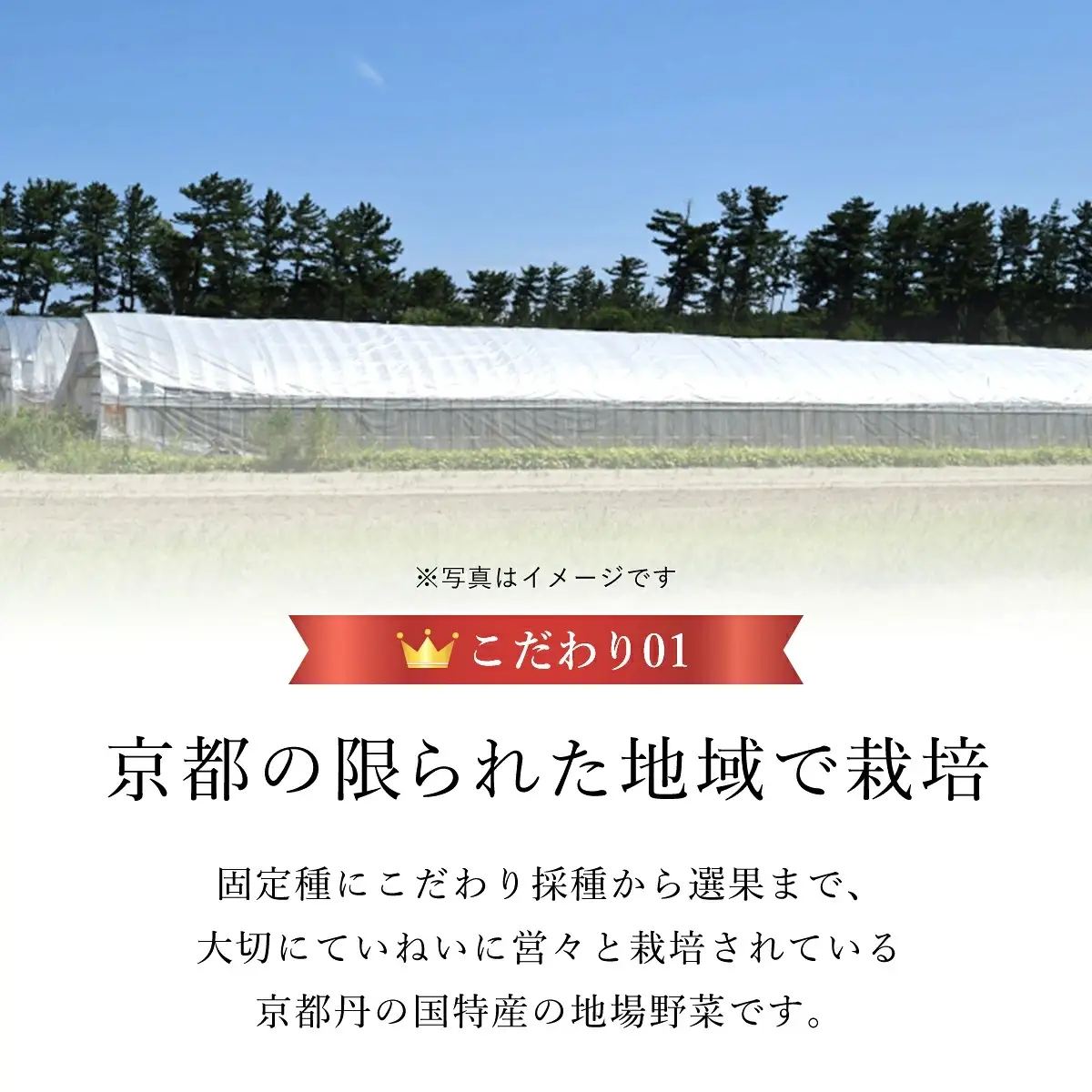＜2026年7月より順次発送予定＞ 万願寺甘とう 秀品 計1kg 京都丹の国農業協同組合