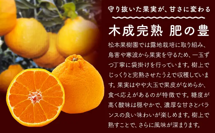 みかん 木成完熟 肥の豊 5kg 松本果樹園 《3月中旬-3月下旬出荷予定》 熊本県 苓北町 スイーツ デザート 果物 ミカン 蜜柑