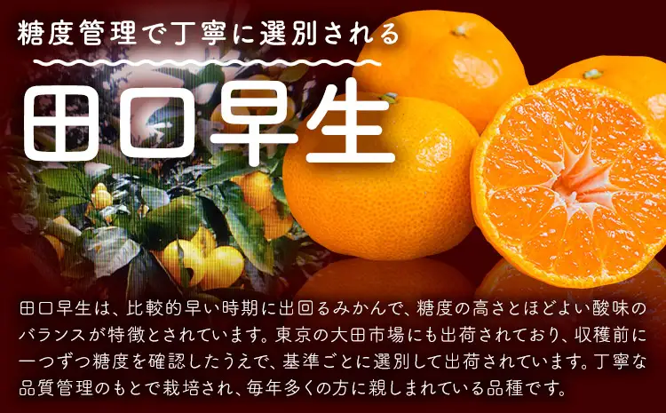天草産 早生みかん 田口早生 約5kg 《11月中旬-11月下旬出荷予定》果物 フルーツ みかん ミカン 蜜柑 柑橘 生産者直送 産地直送 熊本県 天草 苓北 送料無料