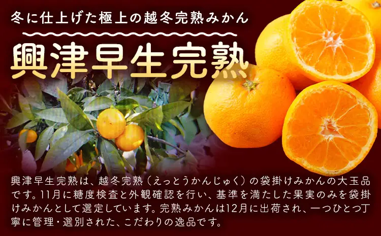 みかん 興津早生完熟 5kg 松本果樹園 《12月中旬-12月下旬出荷予定》 熊本県 苓北町 スイーツ デザート 果物 ミカン 蜜柑