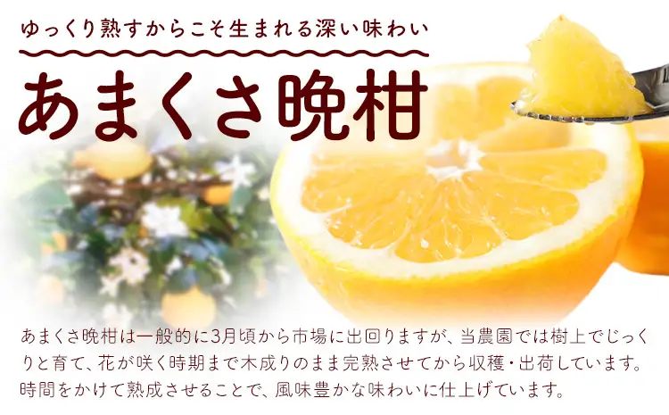 みかん あまくさ晩柑 10kg 松本果樹園 《5月上旬-5月下旬出荷予定》 熊本県 苓北町 スイーツ デザート 果物 ミカン 蜜柑