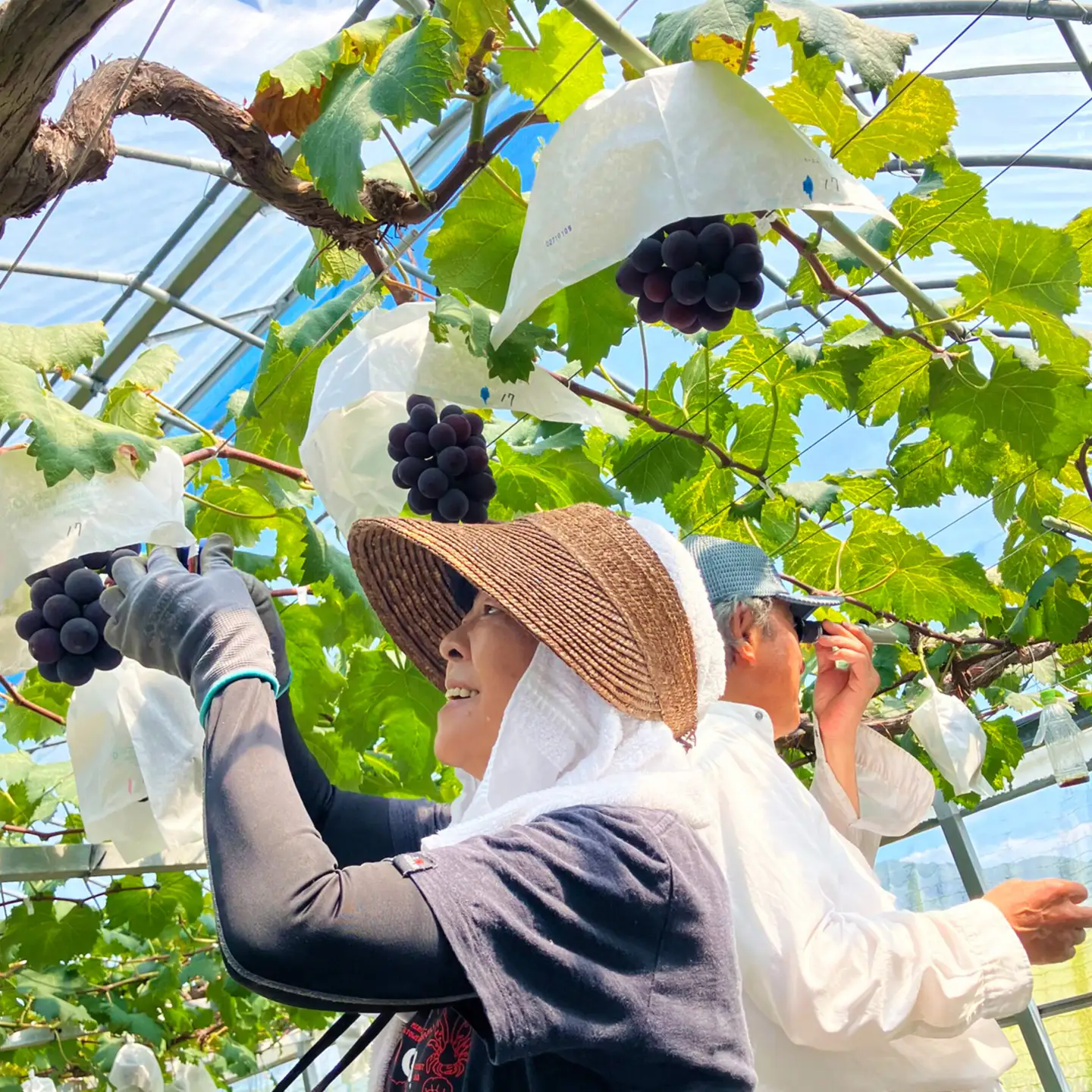 【先行予約】高知県産 生産者厳選！ シャインマスカット含む 食べ頃ぶどう詰め合わせ 約1.1kg（2～3房）〈2026年8月下旬～2026年9月末頃まで発送〉 / マスカット ぶどう 葡萄 ブドウ 果物 フルーツ デザート 詰め合わせ セット 【COCO葡萄園】[ATIO002]