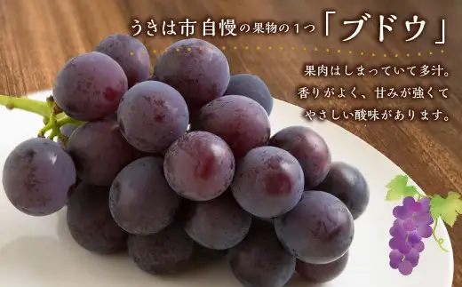 【ふるさと納税】【先行予約】 巨峰 5房〜9房 約3kg ぶどう 葡萄 ブドウ 果物 果実 フルーツ スイーツ デザート 福岡県産 うきは市 ギフト 贈答用 プレゼント 出産祝い 内祝い 送料無料 冷蔵 大容量 おすすめ 道の駅うきは 【2026年8月下旬から9月上旬出荷予定】