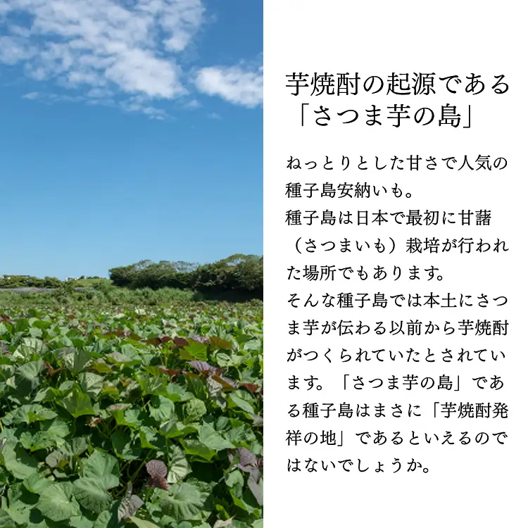 種子島 芋 焼酎 「甘露(900ml)」＆「甘露の前掛け」セット　NFN688【500pt】 // いも焼酎 芋焼酎 本格焼酎 本格芋焼酎 本格いも焼酎 お湯割り ロック 水割り 25度 さつまいも 優等賞 黄金千貫 こがねせんがん ポケット 実用性