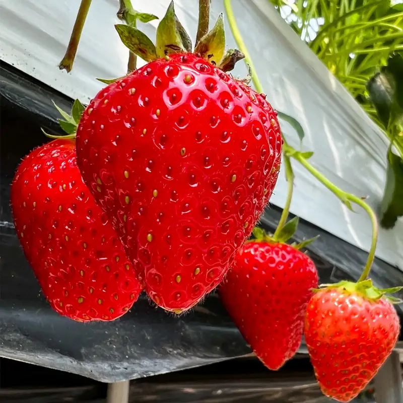 鳥取産　いちご「とっておきDX」1kg以上　鳥取県オリジナル品種　限定ブランド　とみハウス【期間･数量限定】_T2600526