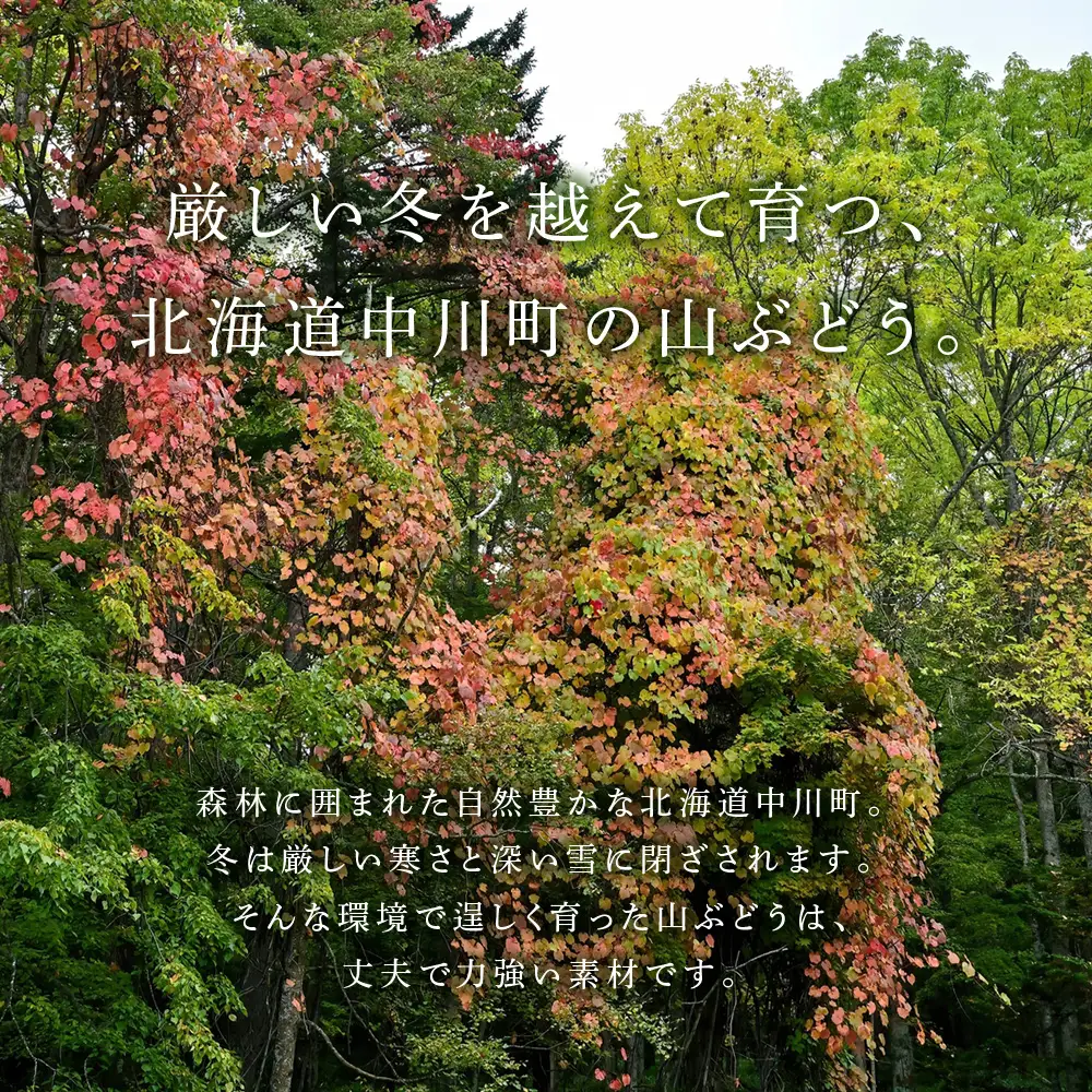 北海道中川町産　山ぶどうのネックレス　角