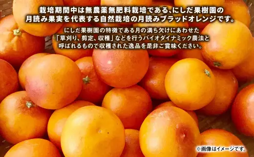 にしだ果樹園の熊本県産月読み ブラッドオレンジ 約2kg オレンジ 柑橘 みかん 蜜柑 フルーツ 果物 くだもの  【2027年3月上旬発送開始】