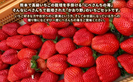 にべさんちの苺 熊本県産イチゴかおり野 約520g【2026年12月上旬発送開始】 苺 いちご フルーツ 果物 熊本