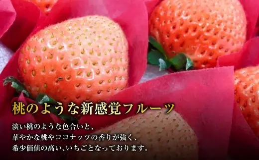 にべさんちの苺 熊本県産イチゴ桃薫(とうくん) 約400g 【2027年1月下旬発送開始】