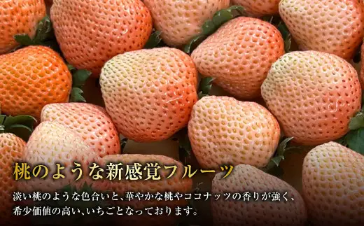 にべさんちの苺 熊本県産イチゴプレミアム桃薫(とうくん)  【2027年2月上旬発送開始】