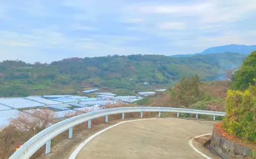 【2027年3月上旬発送開始】熊本県宇城市不知火町の海沿いの段々畑で作った「オレンジ（のむちゃん1号） 」約3kg（12-18玉） フルーツ 果物 みかん 九州 熊本産 蜜柑
